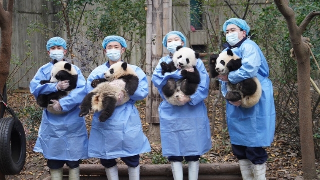 新春走基层丨成都大熊猫繁育研究基地：新春“打卡”大熊猫