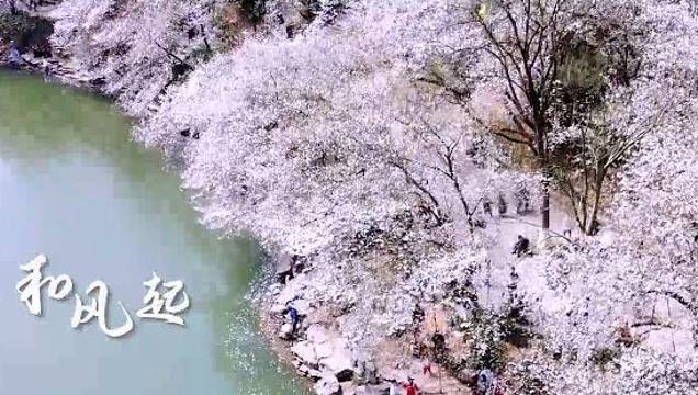 【网络中国节·清明】短视频丨梨花风起正清明