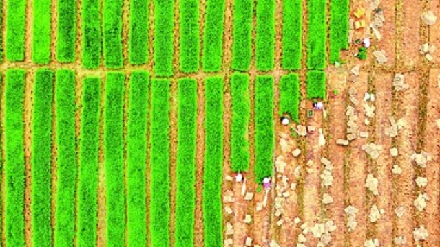 【奋进新征程 建功新时代·老区新貌】左右江革命老区：边陲老区谱发展新篇