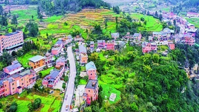 湘鄂渝黔革命老区 茶香果甜滋味长