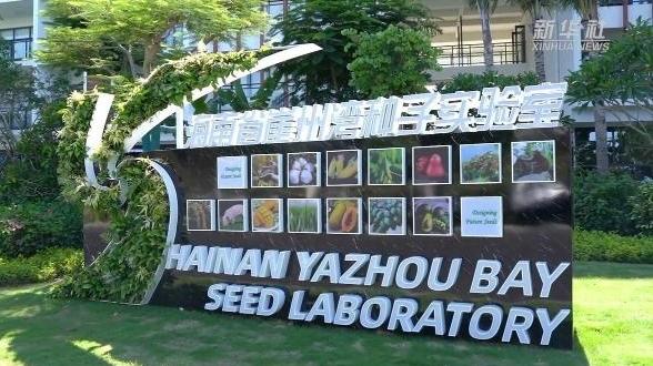 二十大代表在基层｜杨新泉：在南繁沃土上追光逐梦