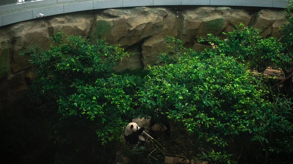 世界青年在成都圆“大熊猫梦”！