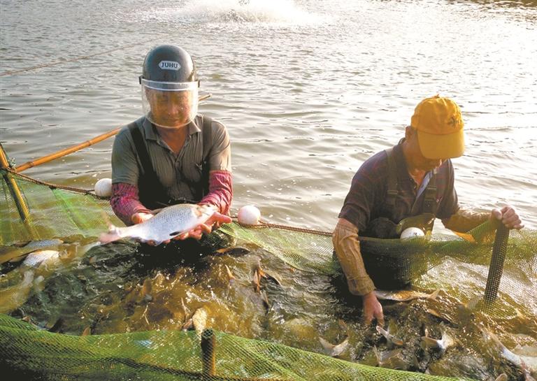 多名全国人大代表有关水产养殖业的建议收到答复:加强指导培训 培育农村养殖技术能手