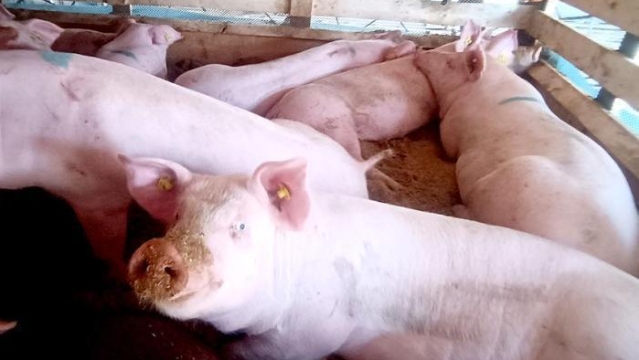 猪肉涨价，养猪又能开始赚大钱？