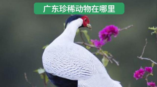 国际珍稀动物保护日：这些出没在广东的珍稀动物你了解吗？