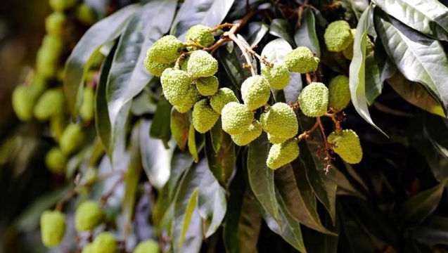 “谢岗荔枝”进入坐果期，端午节可吃上本地妃子笑！