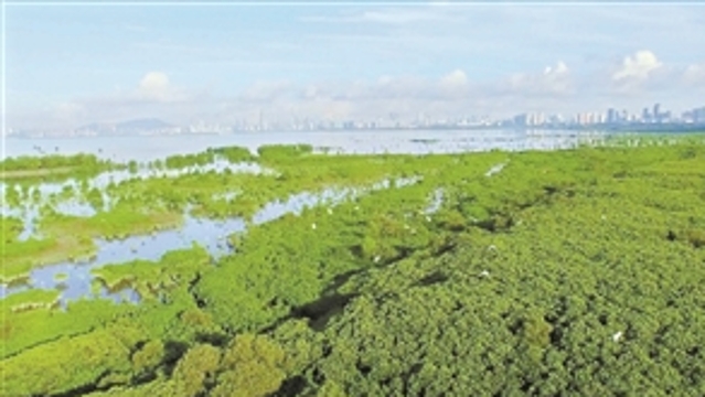 深潮两地自然保护区携手共建鸟类绿色迁徙通道