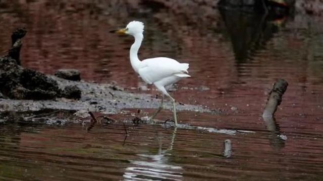 国家一级保护野生动物来啦 惠州大亚湾首次拍到黄嘴白鹭