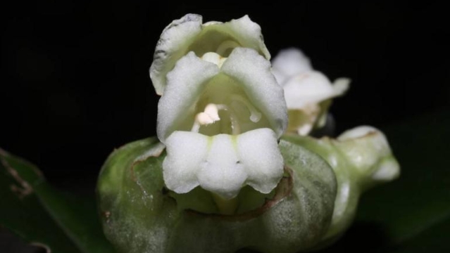 石门台自然保护区发现一植物新物种——石门台半蒴苣苔
