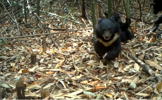 熊出没！广东南岭首次记录到野生黑熊“一家三口”同框画面