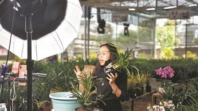 “中国兰花第一县”迎来热销季