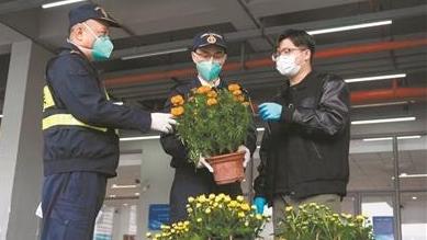 “年花”快通关 港澳添“年味”