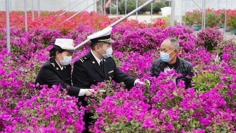 中山花木扮靓澳门 海关助力出口同比增一成