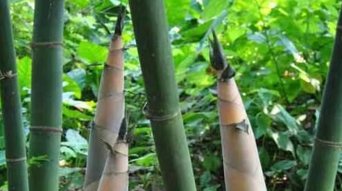 剑指千亿市场目标，竹产业成为南粤山区特色支柱产业