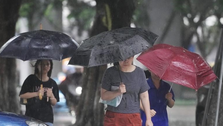 城市安全系列科普 | 台风雨来袭，小心树木倾倒伤人