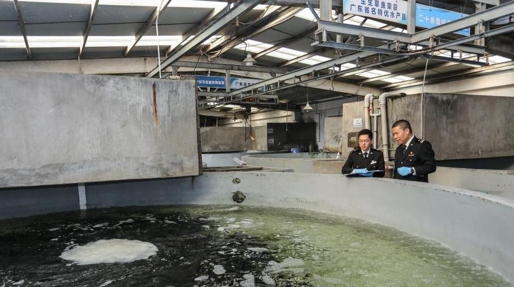 新春走基层丨年年有鱼湾区“游”