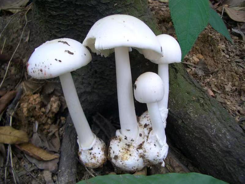 踏青提醒：这种毒蘑菇近期疯长，误食治疗费用可达数十万元