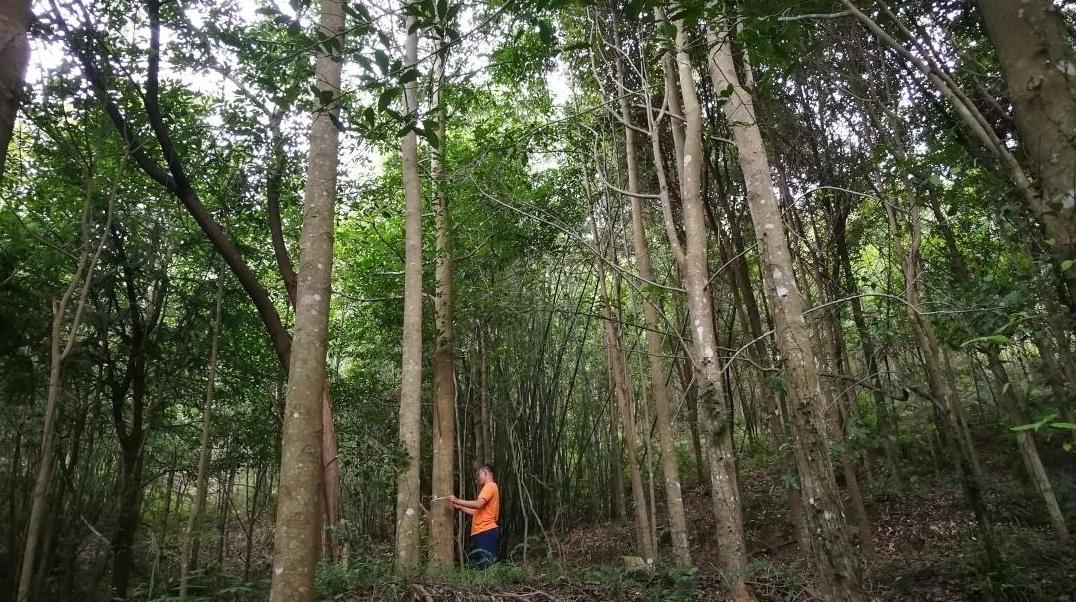 2023年审定新增35个良种！林木良种助力绿美广东生态建设