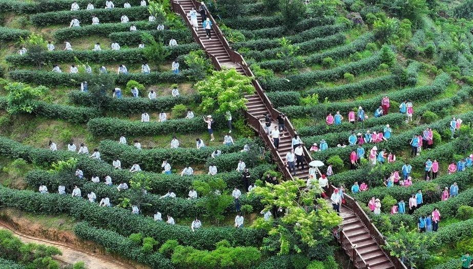 河源市紫金县8万余亩春茶全面开采
