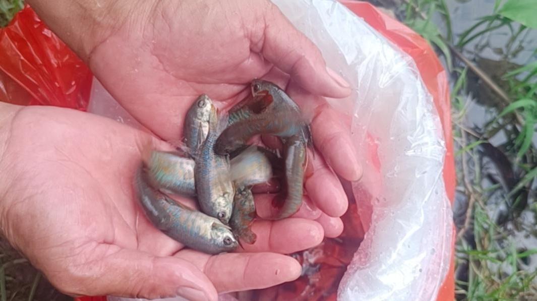 “灭蚊鱼”出动，无人机识别卫生隐患！广东多地出招应对基孔肯雅热