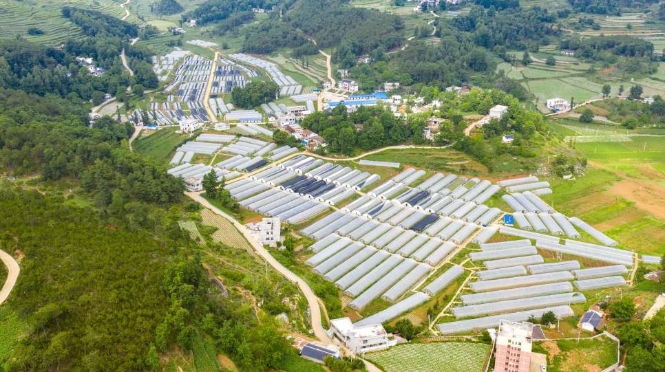 一个鸡蛋的72小时：赫章山货“飞”进大湾区