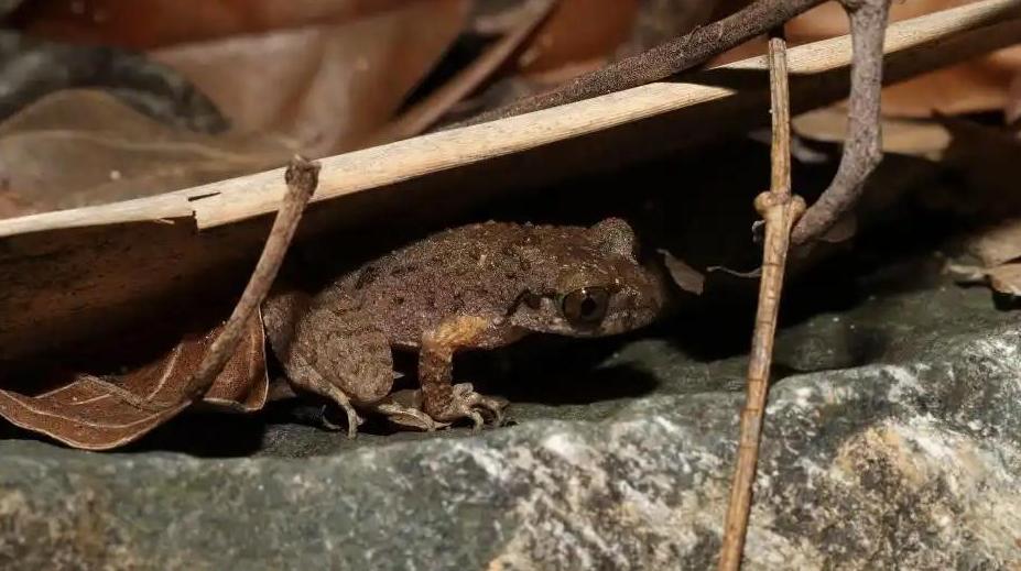 广东发现新物种“佛山掌突蟾”