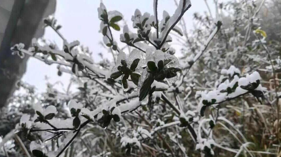 -1.2℃,粤北冷出雾凇冰挂!广东局地已发寒冷橙警