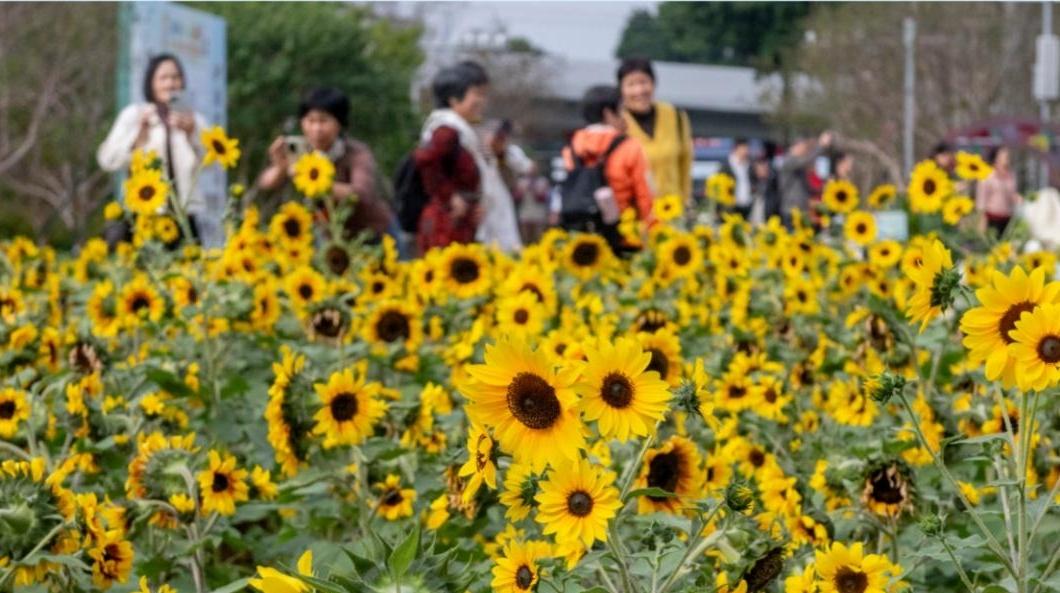 广东出现0℃低温后回暖，周末白天暖洋洋