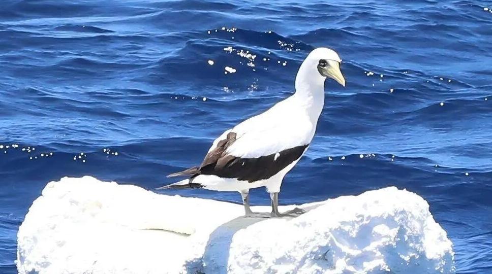 广东海域首次观测到国家二级重点保护野生动物蓝脸鲣鸟