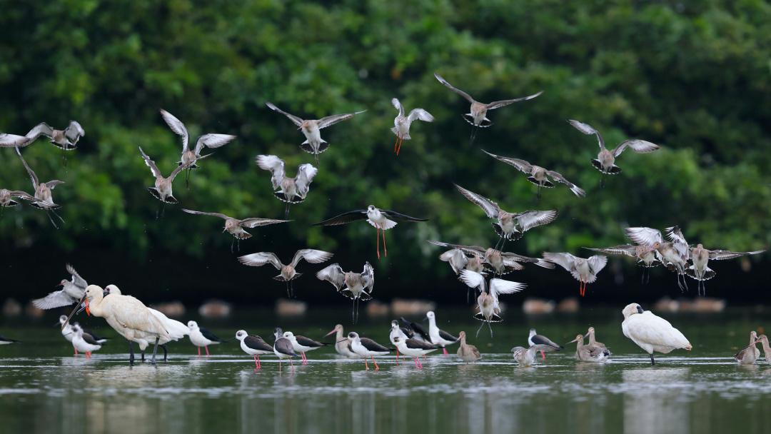 增长近1.5万只！广东湿地成候鸟栖息天堂