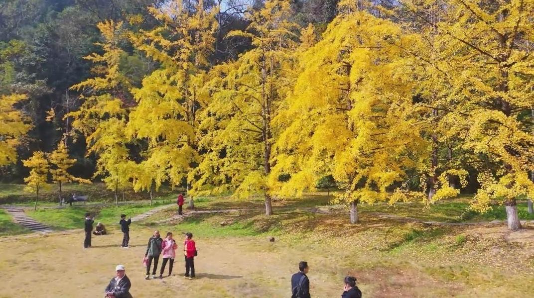 韶关南雄:莫道岭南秋来晚,帽子峰前始见金