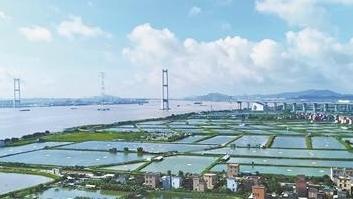广东多项渔业指标全国居首 现代化海洋牧场托起“蓝色粮仓”