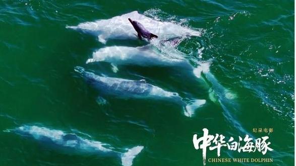 与粤港澳“海洋精灵”相遇 《中华白海豚》12月12日上映 不止于海的生命叙事