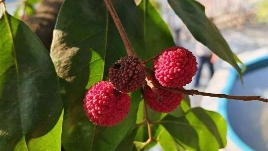 太罕见!东莞一棵荔枝树居然在12月结出荔枝果