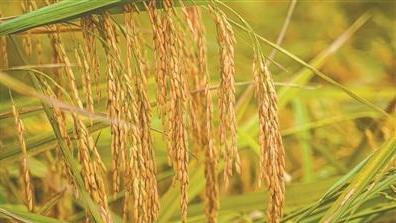 “三年初见成效”已实现!广东以“百千万工程”破题城乡协调发展