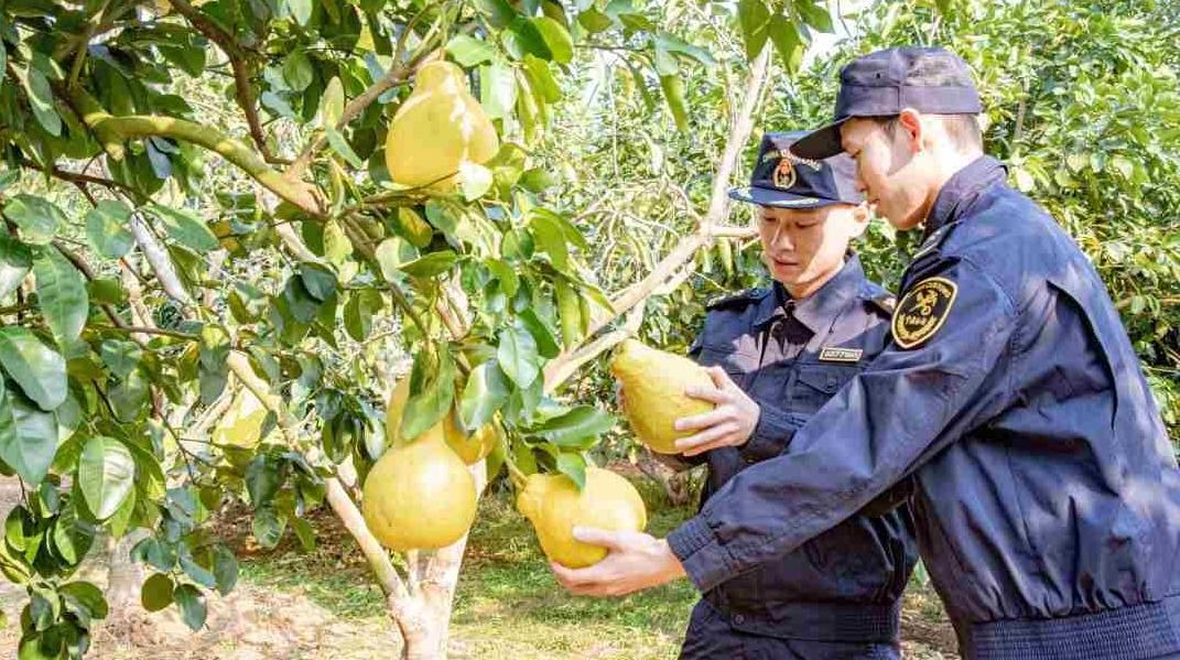 今年前11月广东农产品出口量增长13.6%