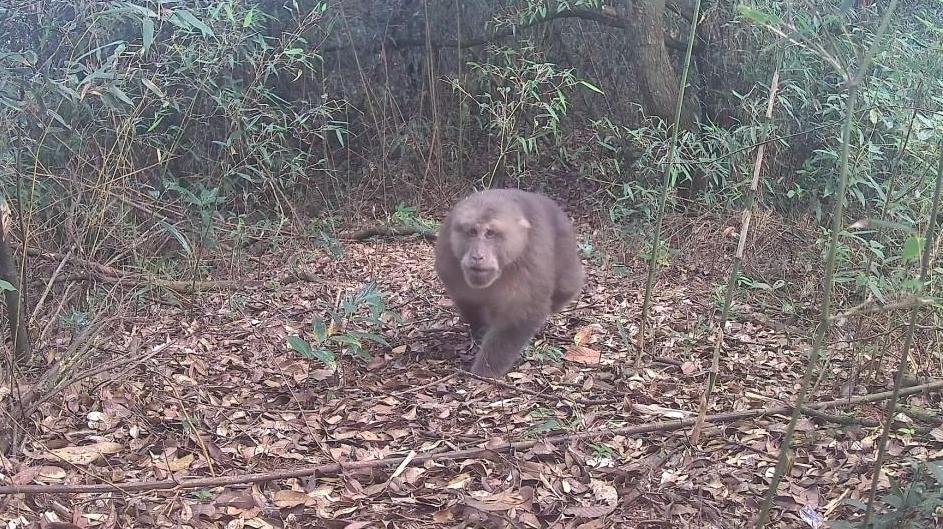 连南首次发现野生藏酋猴！系国家二级保护动物