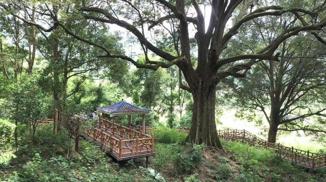 “绿色记忆”活起来了！广东建成绿美古树乡村161个