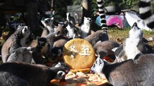 深圳野生动物园为动物定制专属“冬至美食”