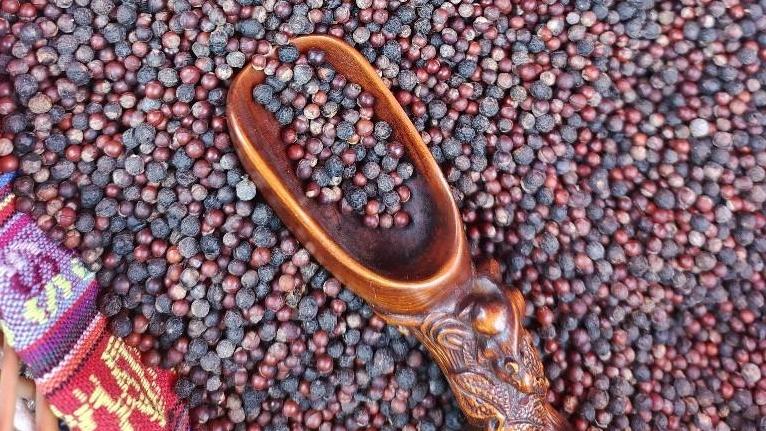 百千万见闻：生态瑰宝谋产业 山苍子变黄金果