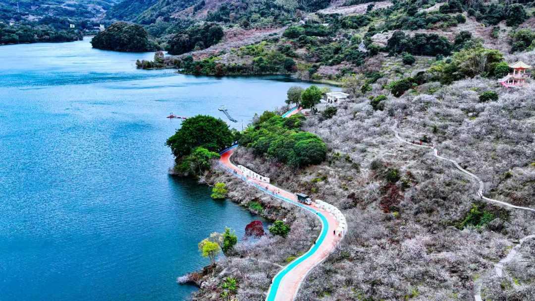 打卡正当时!岭南大地百万亩花卉迎来盛花期