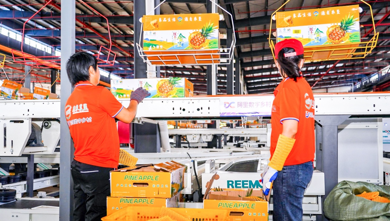 广东探索以文化赋能现代农业发展助力“百千万工程”