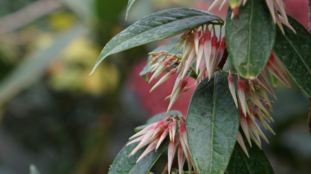 华南国家植物园深裂树萝卜首花绽放,钟形花朵美到心巴上