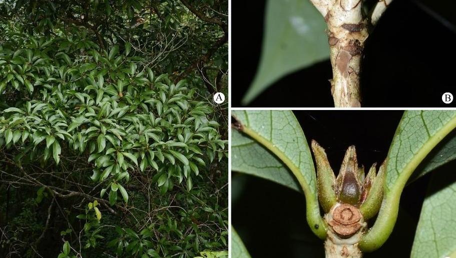 身份乌龙！广东这种特有珍稀植物，竟是随处可见的 “大路货”