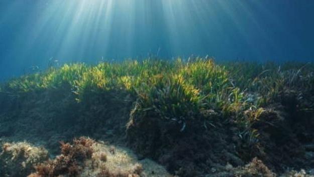 水体里的“天然防晒霜”有了专属指纹!丨大城名园 万物和谐