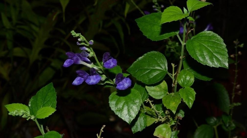 百年争议终破解!蓝花黄芩 “身份” 与原产地真相浮出水面丨大城名园 万物和谐