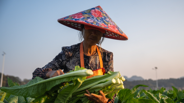 广东菜心何以全国“出圈”？｜广货行天下