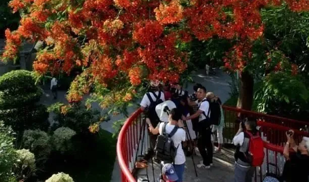 赏花、拍照、看夜景……广州天桥正确的打开方式是这样的！