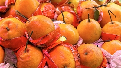 “春见”柑橘 挂上春天的热搜
