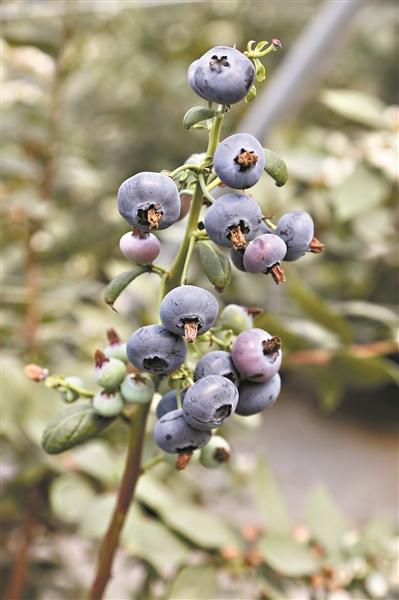 国产蓝莓“上位” 味美价廉惹人爱